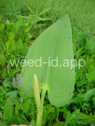 pickerelweed